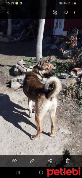 Alman Çoban Köpeği, Köpek  Börü fotoğrafı