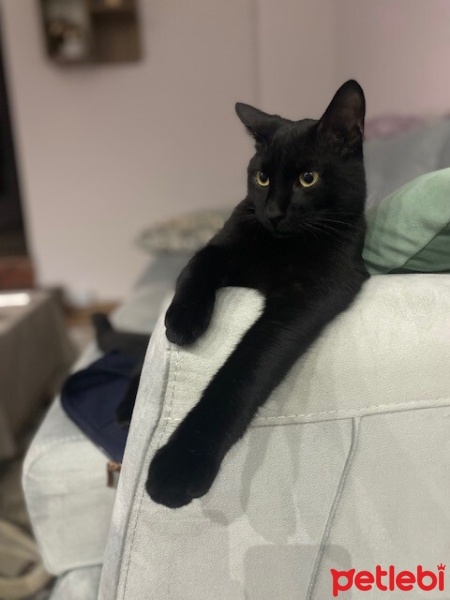 Tekir Kedi, Kedi  Gölge fotoğrafı
