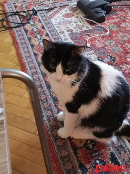 Tekir Kedi, Kedi  Gölge fotoğrafı