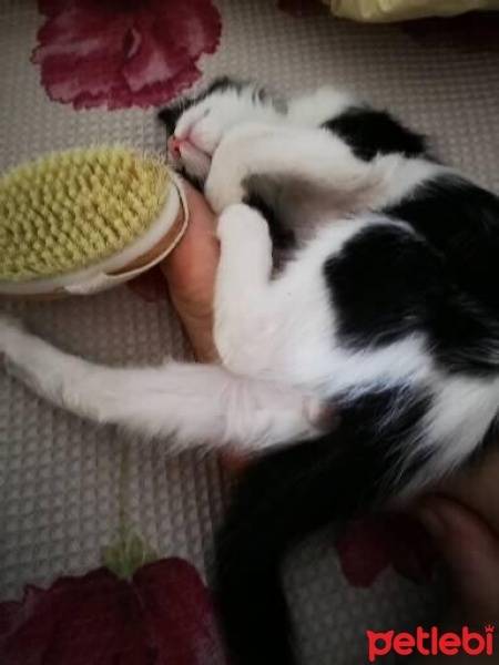 Tekir Kedi, Kedi  Gölge fotoğrafı