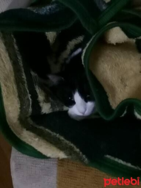 Tekir Kedi, Kedi  Gölge fotoğrafı
