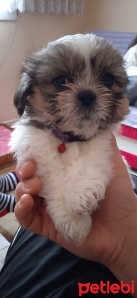 Shih Tzu, Köpek  Köpük fotoğrafı