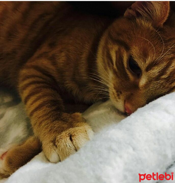 Tekir Kedi, Kedi  Portakal fotoğrafı