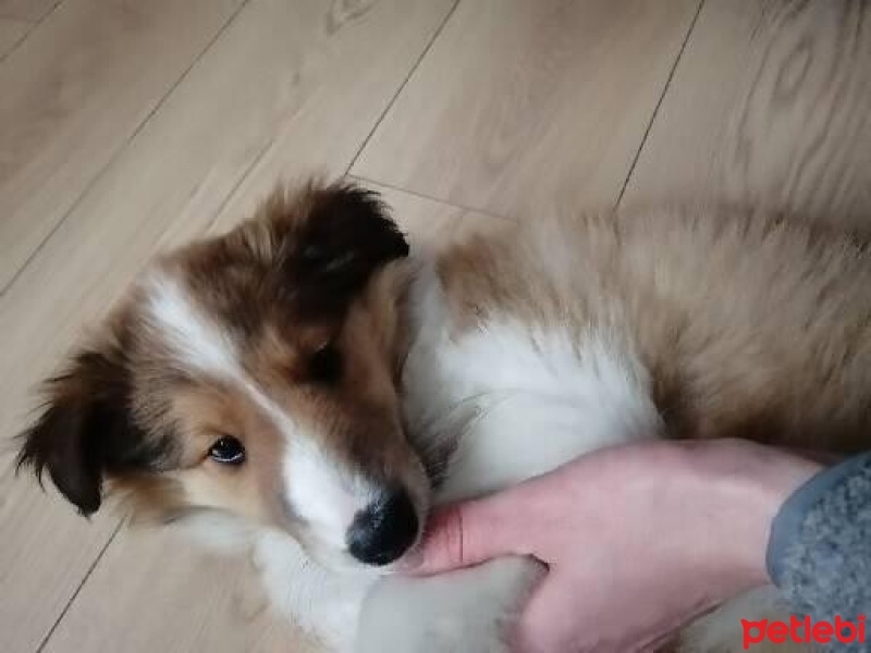 Collie, Köpek  Tessi fotoğrafı