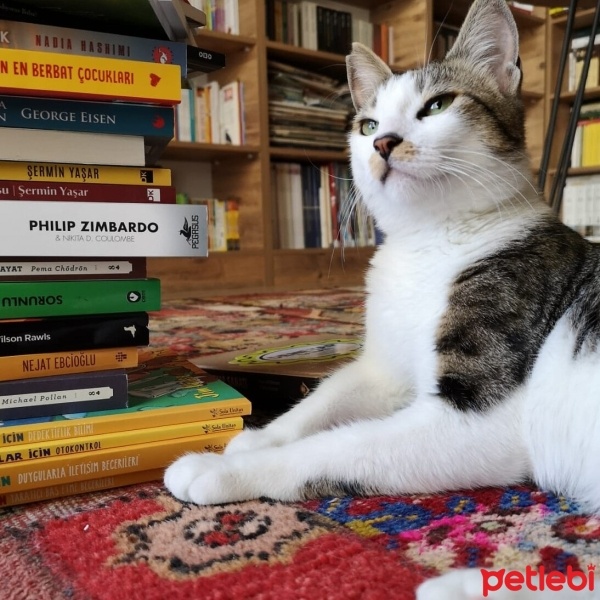 Tekir Kedi, Kedi  Bihter fotoğrafı