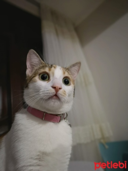 Tekir Kedi, Kedi  Hıçkırık fotoğrafı