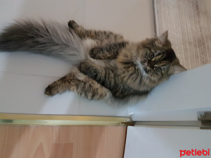 Chinchilla, Kedi  Sofie fotoğrafı