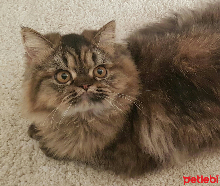 Chinchilla, Kedi  Sofie fotoğrafı