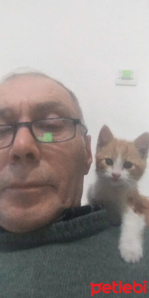 Sarman, Kedi  KAPLOŞ fotoğrafı