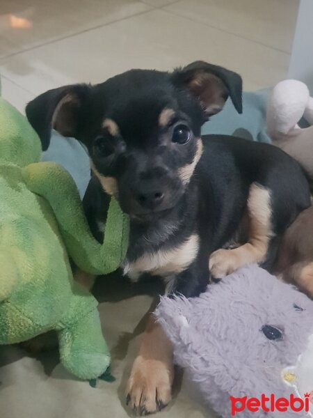 Chihuahua, Köpek  Poyraz fotoğrafı