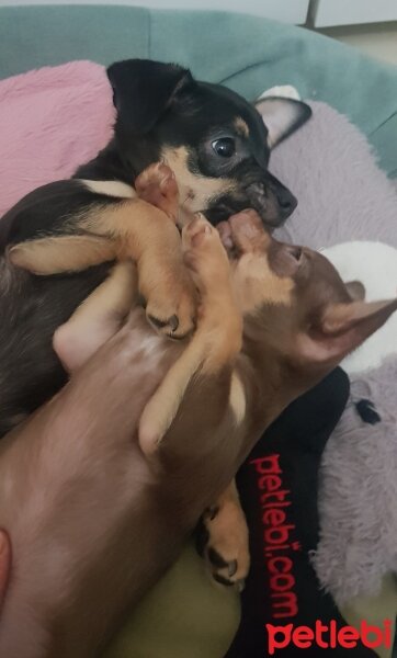 Chihuahua, Köpek  Poyraz fotoğrafı