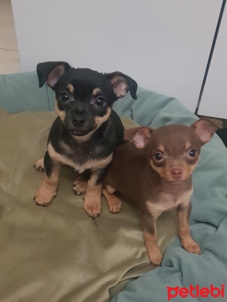 Chihuahua, Köpek  Poyraz fotoğrafı