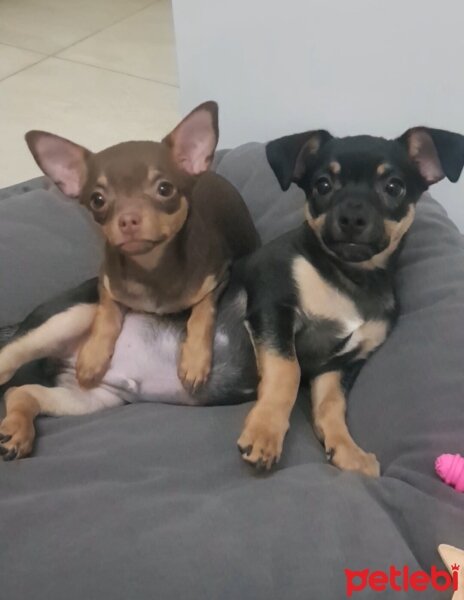 Chihuahua, Köpek  Poyraz fotoğrafı