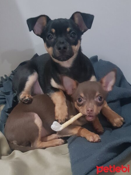 Chihuahua, Köpek  Poyraz fotoğrafı