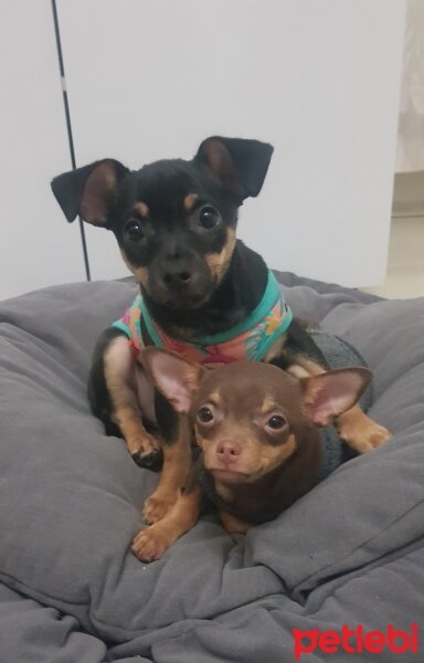 Chihuahua, Köpek  Poyraz fotoğrafı