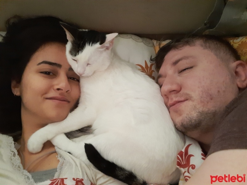 Tekir Kedi, Kedi  Bulut fotoğrafı