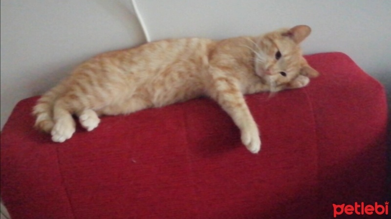 Sarman, Kedi  Limon fotoğrafı