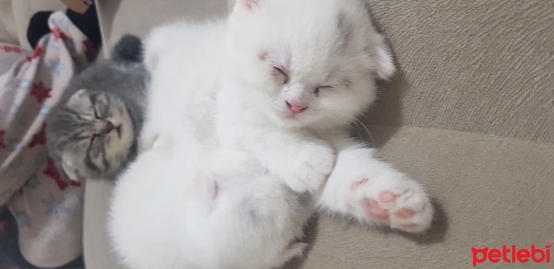 Scottish Fold, Kedi  Uranüs ve venüs fotoğrafı