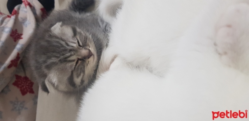Scottish Fold, Kedi  Uranüs ve venüs fotoğrafı