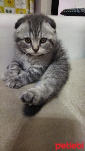 Scottish Fold, Kedi  Uranüs ve venüs fotoğrafı