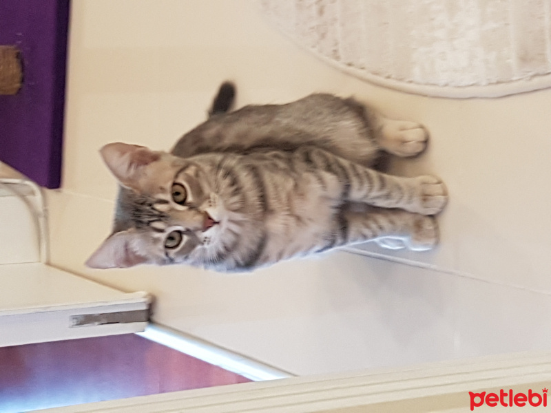 Tekir Kedi, Kedi  Rüya fotoğrafı