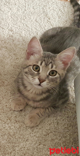 Tekir Kedi, Kedi  Rüya fotoğrafı