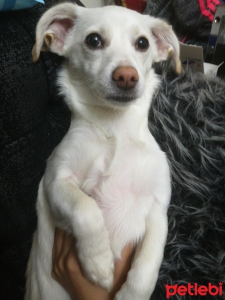 Poodle(Standart Kaniş), Köpek  Pamuk fotoğrafı