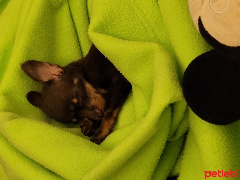Minyatür Pinscher, Köpek  Pasha fotoğrafı
