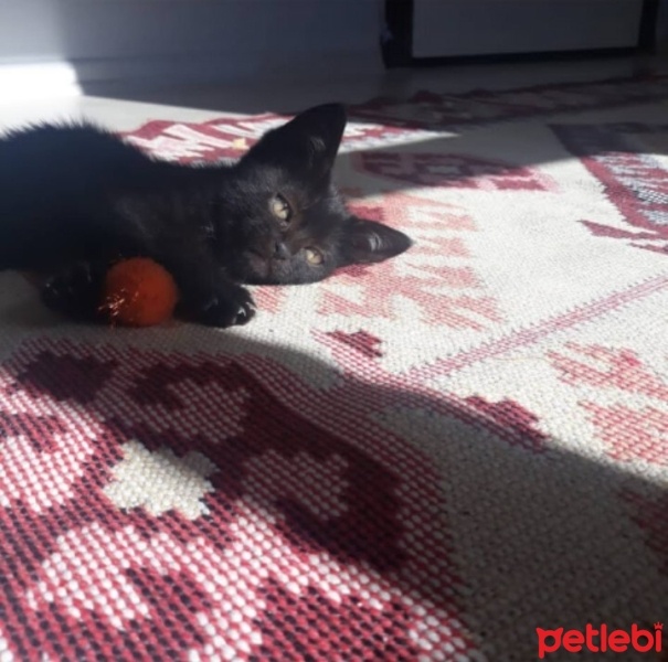 Bombay, Kedi  Prenses fotoğrafı