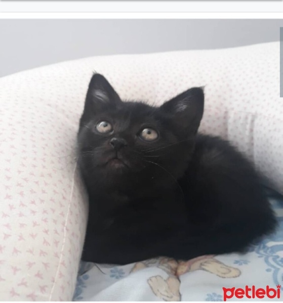 Bombay, Kedi  Prenses fotoğrafı