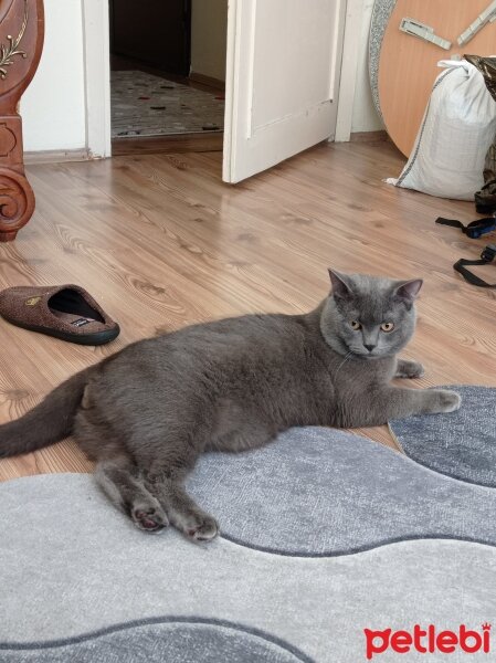 British Shorthair, Kedi  Gümüş fotoğrafı