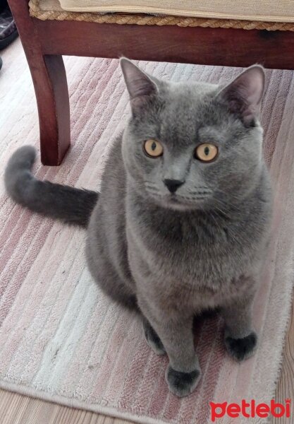 British Shorthair, Kedi  Gümüş fotoğrafı