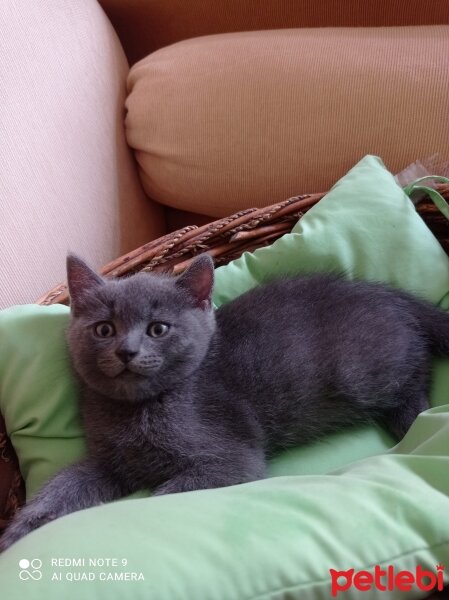 British Shorthair, Kedi  Gümüş fotoğrafı