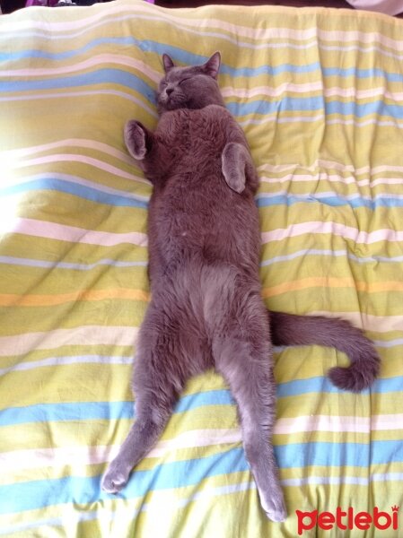 British Shorthair, Kedi  Gümüş fotoğrafı