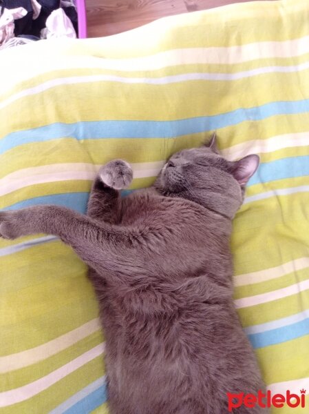 British Shorthair, Kedi  Gümüş fotoğrafı