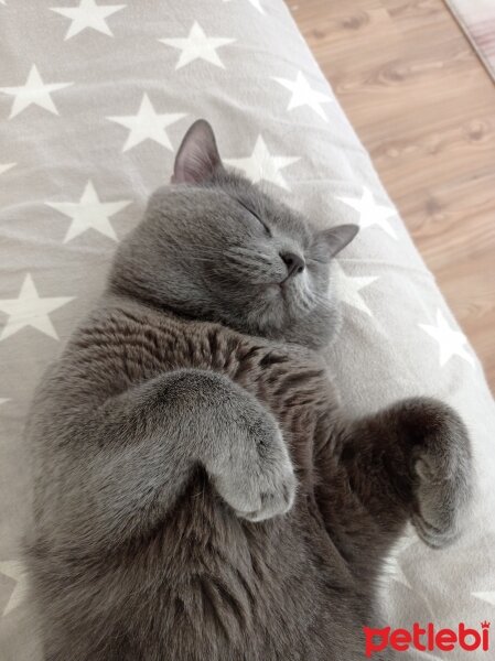 British Shorthair, Kedi  Gümüş fotoğrafı