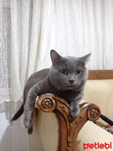 British Shorthair, Kedi  Gümüş fotoğrafı