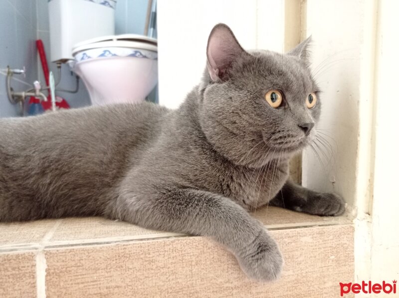 British Shorthair, Kedi  Gümüş fotoğrafı