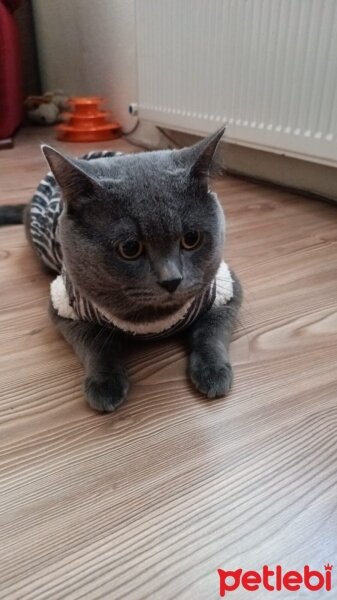 British Shorthair, Kedi  Gümüş fotoğrafı