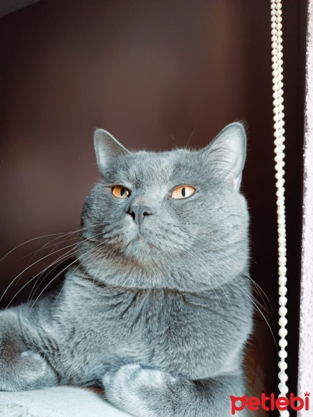 British Shorthair, Kedi  Gümüş fotoğrafı