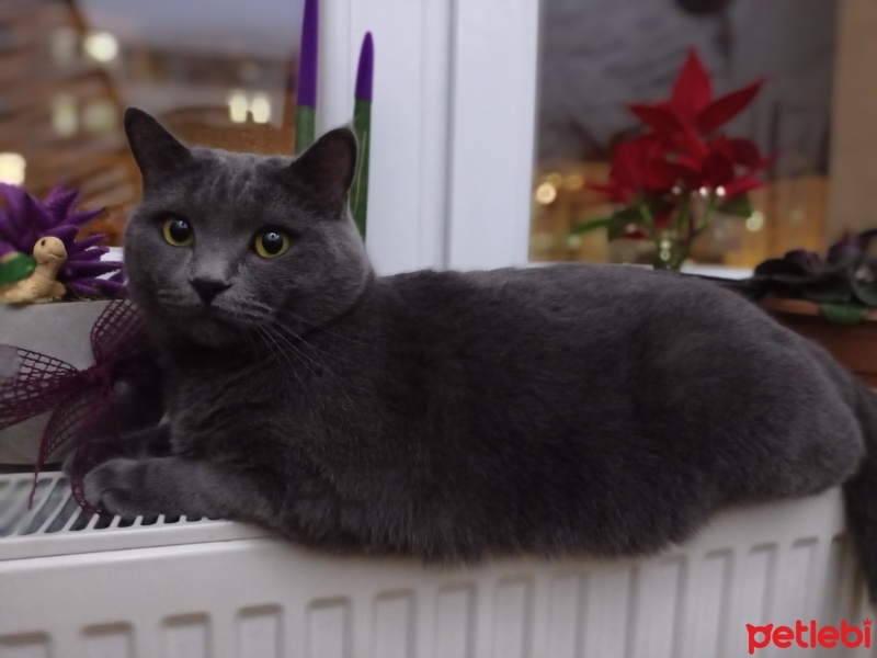 British Shorthair, Kedi  Duman fotoğrafı