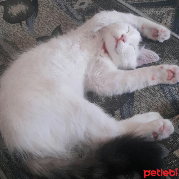 Tekir Kedi, Kedi  Kovu fotoğrafı