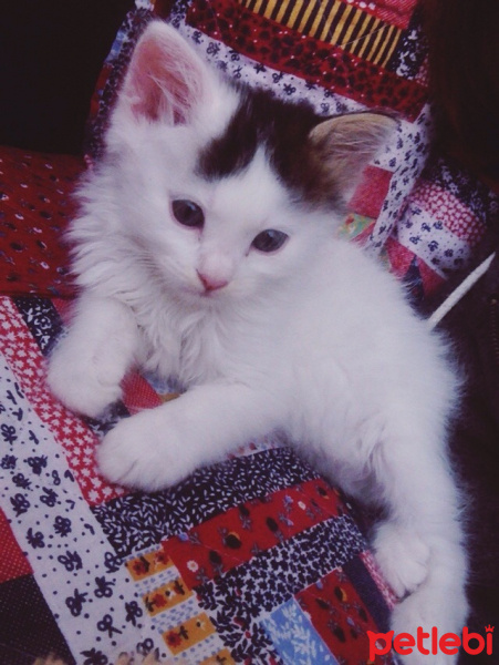 Tekir Kedi, Kedi  Kovu fotoğrafı