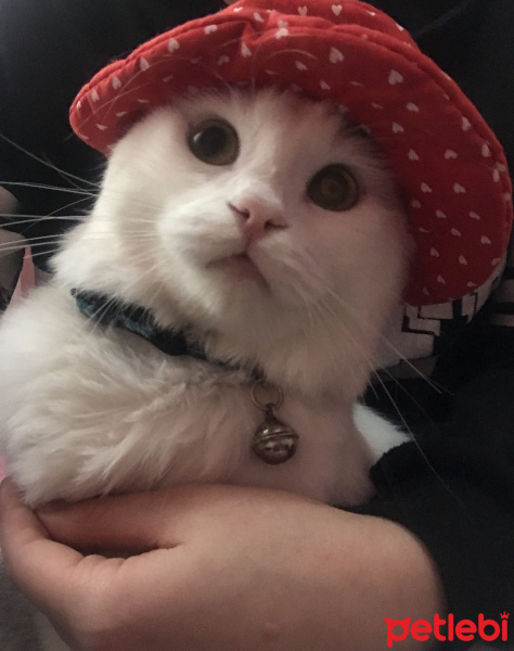 Tekir Kedi, Kedi  Kovu fotoğrafı