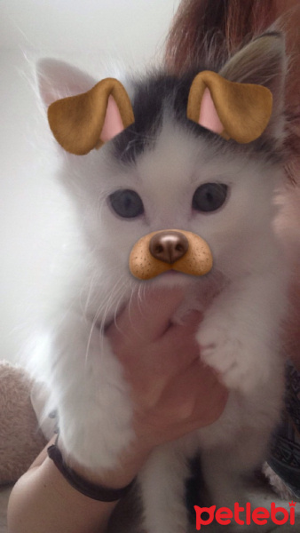 Tekir Kedi, Kedi  Kovu fotoğrafı