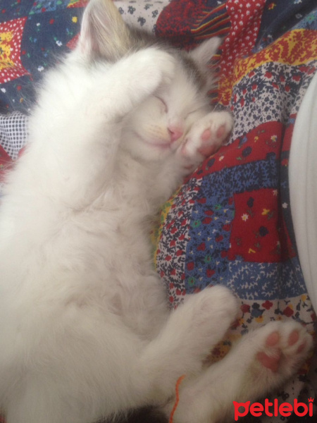 Tekir Kedi, Kedi  Kovu fotoğrafı