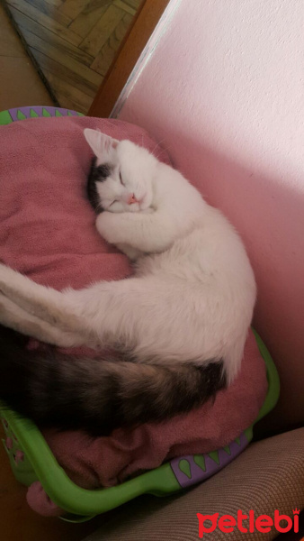 Tekir Kedi, Kedi  Kovu fotoğrafı