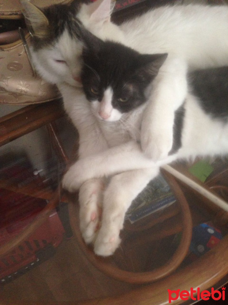 Tekir Kedi, Kedi  Kovu fotoğrafı