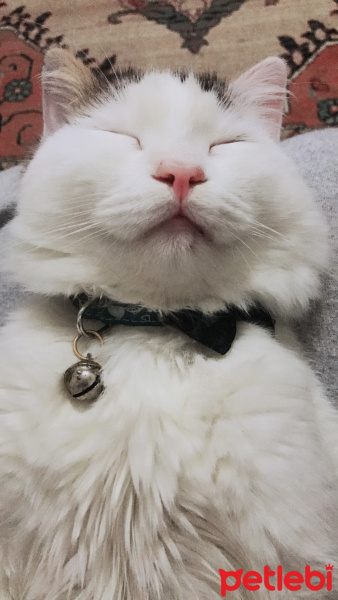 Tekir Kedi, Kedi  Kovu fotoğrafı