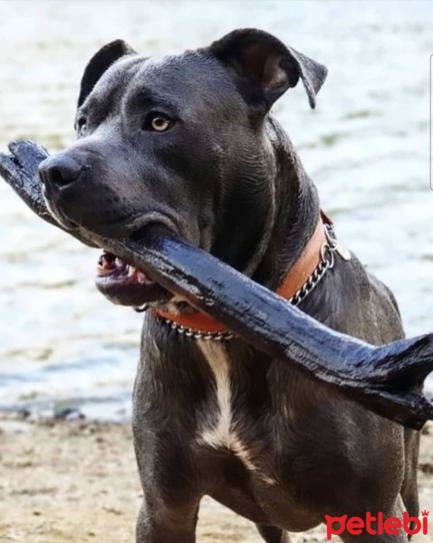 Amerikan Staffordshire Terrier, Köpek  Hektor fotoğrafı